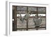 Azerbaijan, Lahic. Antique kettles hanging on the inside of a window.-Alida Latham-Framed Photographic Print