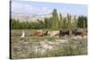 Azeri Farmer Driving Cattle, Goechay, Azerbaijan, Central Asia, Asia-Godong-Stretched Canvas