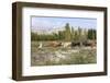 Azeri Farmer Driving Cattle, Goechay, Azerbaijan, Central Asia, Asia-Godong-Framed Photographic Print