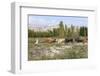 Azeri Farmer Driving Cattle, Goechay, Azerbaijan, Central Asia, Asia-Godong-Framed Photographic Print