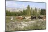 Azeri Farmer Driving Cattle, Goechay, Azerbaijan, Central Asia, Asia-Godong-Mounted Photographic Print