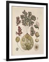 Azolla-null-Framed Giclee Print