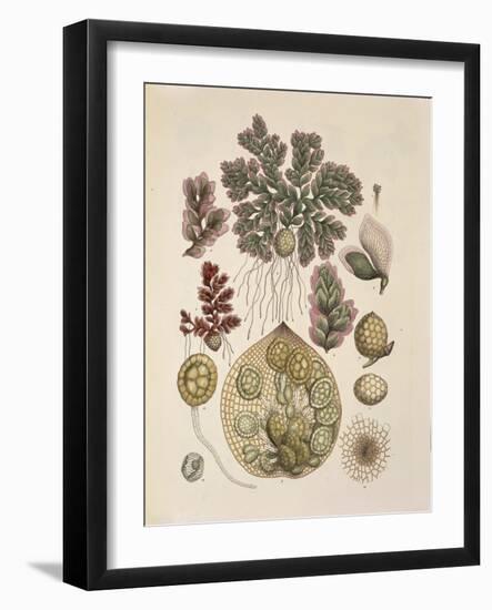 Azolla-null-Framed Giclee Print