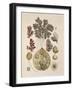 Azolla-null-Framed Giclee Print