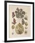 Azolla-null-Framed Giclee Print