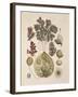 Azolla-null-Framed Giclee Print