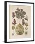 Azolla-null-Framed Giclee Print