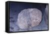 Aztec Artifact Found during Excavation-null-Framed Stretched Canvas