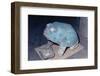 Aztec Artifact Found during Excavation-null-Framed Photographic Print