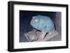 Aztec Artifact Found during Excavation-null-Framed Photographic Print