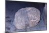 Aztec Artifact Found during Excavation-null-Mounted Photographic Print