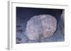 Aztec Artifact Found during Excavation-null-Framed Photographic Print