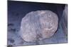 Aztec Artifact Found during Excavation-null-Mounted Photographic Print