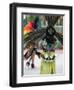 Aztec Indian Dancer, El Pueblo de Los Angeles, Los Angeles, California, USA-Walter Bibikow-Framed Premium Photographic Print