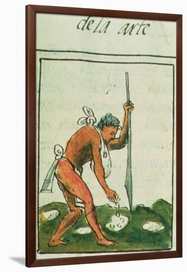 Aztec Man Planting Maize Written and Illustrated by Bernardino De Sahagun, Spanish Mid 16th Century-null-Framed Giclee Print