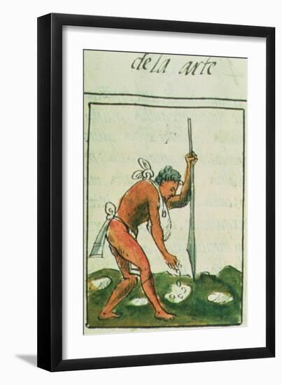 Aztec Man Planting Maize Written and Illustrated by Bernardino De Sahagun, Spanish Mid 16th Century-null-Framed Giclee Print