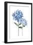 Azule Hydrangeas-Enya Todd-Framed Art Print