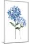Azule Hydrangeas-Enya Todd-Mounted Art Print