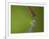 Azure Damselfly (Coenagrion puella) and Large Red Damselfly (Pyrrhosoma nymphula), South Yorkshire-Paul Hobson-Framed Photographic Print