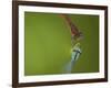 Azure Damselfly (Coenagrion puella) and Large Red Damselfly (Pyrrhosoma nymphula), South Yorkshire-Paul Hobson-Framed Photographic Print