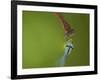 Azure Damselfly (Coenagrion puella) and Large Red Damselfly (Pyrrhosoma nymphula), South Yorkshire-Paul Hobson-Framed Photographic Print