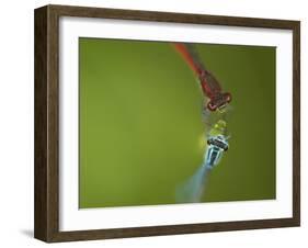 Azure Damselfly (Coenagrion puella) and Large Red Damselfly (Pyrrhosoma nymphula), South Yorkshire-Paul Hobson-Framed Photographic Print