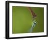 Azure Damselfly (Coenagrion puella) and Large Red Damselfly (Pyrrhosoma nymphula), South Yorkshire-Paul Hobson-Framed Photographic Print