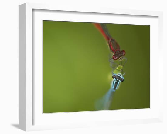 Azure Damselfly (Coenagrion puella) and Large Red Damselfly (Pyrrhosoma nymphula), South Yorkshire-Paul Hobson-Framed Photographic Print