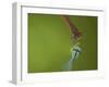 Azure Damselfly (Coenagrion puella) and Large Red Damselfly (Pyrrhosoma nymphula), South Yorkshire-Paul Hobson-Framed Photographic Print