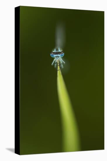 Azure Damselfly (Coenagrion Puella) Male Grasping Stem with Eyes and Head in Sharp Focus-Paul Hobson-Stretched Canvas