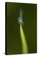 Azure Damselfly (Coenagrion Puella) Male Grasping Stem with Eyes and Head in Sharp Focus-Paul Hobson-Stretched Canvas