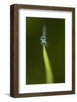 Azure Damselfly (Coenagrion Puella) Male Grasping Stem with Eyes and Head in Sharp Focus-Paul Hobson-Framed Photographic Print