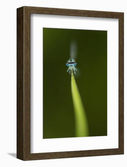 Azure Damselfly (Coenagrion Puella) Male Grasping Stem with Eyes and Head in Sharp Focus-Paul Hobson-Framed Photographic Print