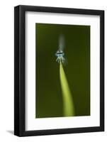 Azure Damselfly (Coenagrion Puella) Male Grasping Stem with Eyes and Head in Sharp Focus-Paul Hobson-Framed Photographic Print