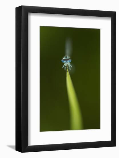 Azure Damselfly (Coenagrion Puella) Male Grasping Stem with Eyes and Head in Sharp Focus-Paul Hobson-Framed Photographic Print