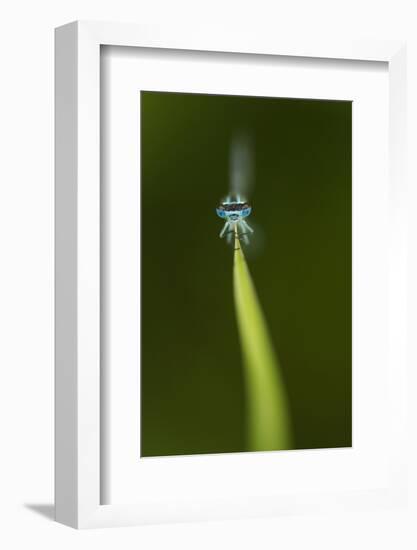 Azure Damselfly (Coenagrion Puella) Male Grasping Stem with Eyes and Head in Sharp Focus-Paul Hobson-Framed Photographic Print