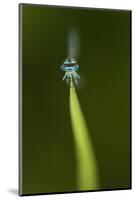 Azure Damselfly (Coenagrion Puella) Male Grasping Stem with Eyes and Head in Sharp Focus-Paul Hobson-Mounted Photographic Print