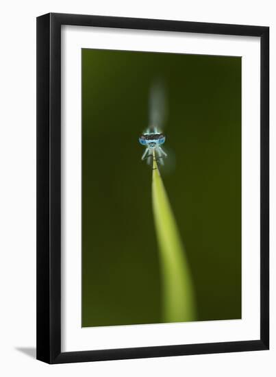 Azure Damselfly (Coenagrion Puella) Male Grasping Stem with Eyes and Head in Sharp Focus-Paul Hobson-Framed Photographic Print