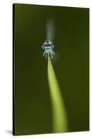 Azure Damselfly (Coenagrion Puella) Male Grasping Stem with Eyes and Head in Sharp Focus-Paul Hobson-Stretched Canvas