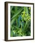 Azure Damselfly, Two, Male, Stalk, Neutral Position-Harald Kroiss-Framed Photographic Print