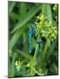 Azure Damselfly, Two, Male, Stalk, Neutral Position-Harald Kroiss-Mounted Photographic Print