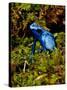 Azure Dart Frog Dendrobates Azureus Native to Northern South America-David Northcott-Stretched Canvas