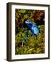 Azure Dart Frog Dendrobates Azureus Native to Northern South America-David Northcott-Framed Photographic Print