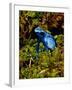 Azure Dart Frog Dendrobates Azureus Native to Northern South America-David Northcott-Framed Photographic Print