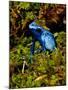 Azure Dart Frog Dendrobates Azureus Native to Northern South America-David Northcott-Mounted Photographic Print
