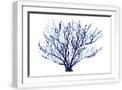 White Frame