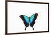 Azure Swallowtail Butterfly, Papilio Pericles in its Beautiful Blue-Darrell Gulin-Framed Photographic Print
