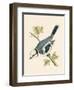 Azure Tit, Illustration from 'A History of the Birds of Europe Not Observed in the British Isles'-English-Framed Giclee Print