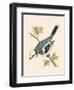 Azure Tit, Illustration from 'A History of the Birds of Europe Not Observed in the British Isles'-English-Framed Giclee Print