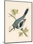 Azure Tit, Illustration from 'A History of the Birds of Europe Not Observed in the British Isles'-English-Mounted Giclee Print